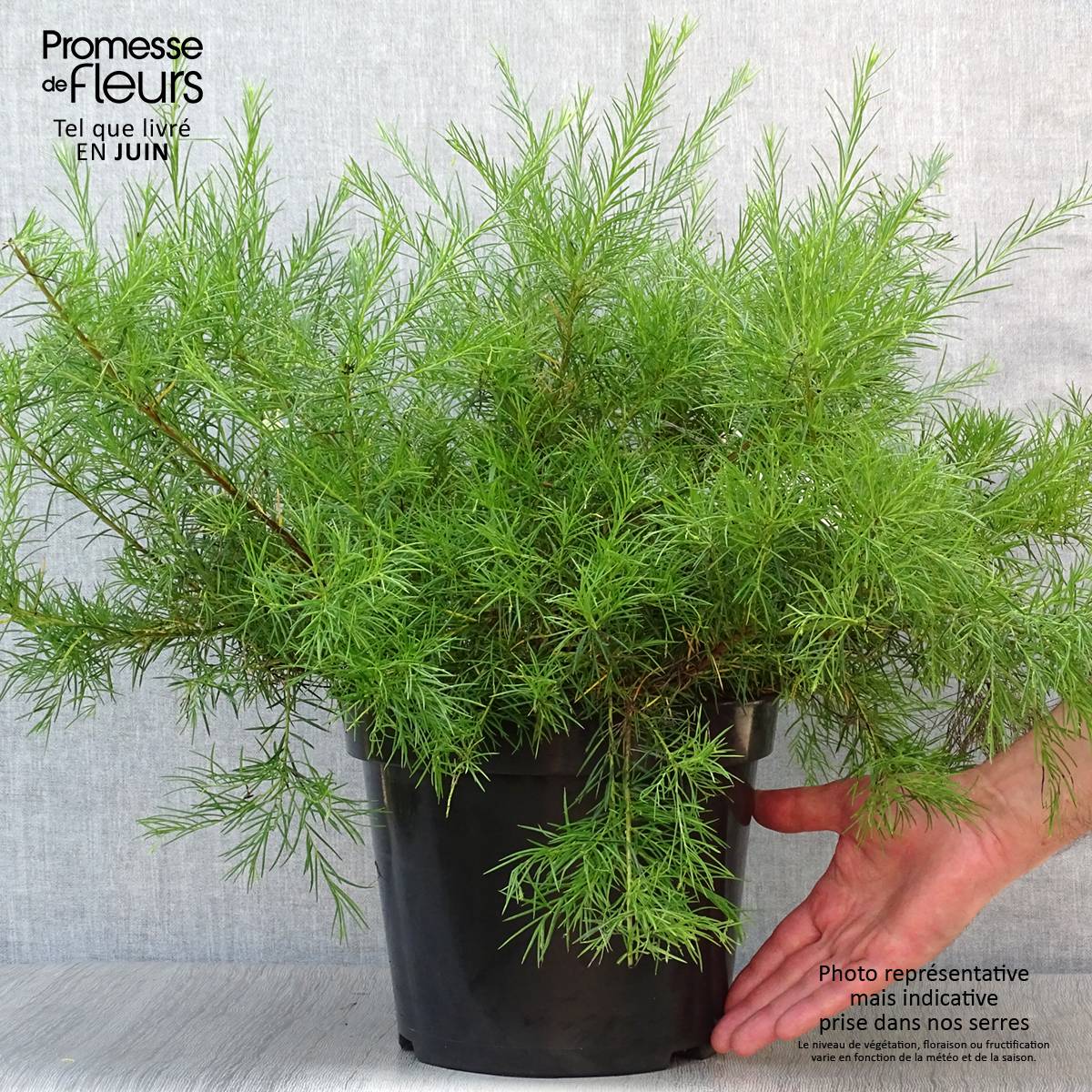 Promesse de Fleurs - Grevillea gracilis Alba  Pot de 7,5L/10L - Image 2