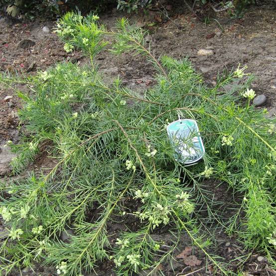 Promesse de Fleurs - Grevillea gracilis Alba Pot de 7,5L/10L - Image 1