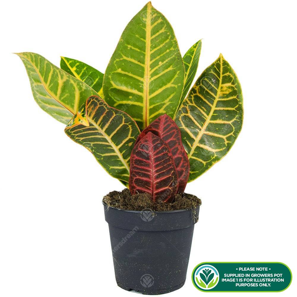 Gardenersdream - Codiaeum Petra - Croton Pour Maison Ou Bureau Arbrisseau D'Intérieur Vivant En Pot De 13 Cm - GardenersDream - Image 2