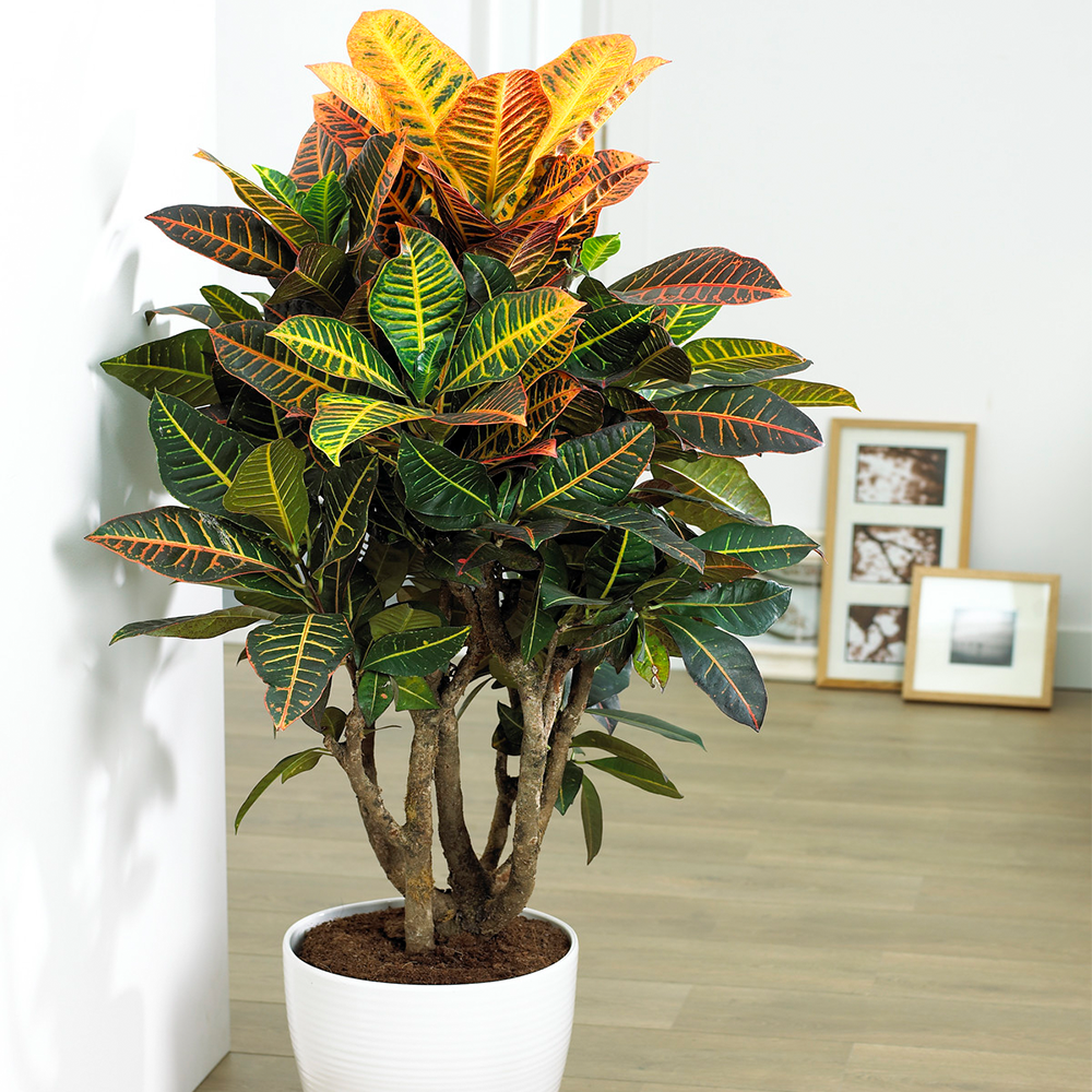 Gardenersdream - Codiaeum Petra - Croton Pour Maison Ou Bureau Arbrisseau D'Intérieur Vivant En Pot De 13 Cm - GardenersDream