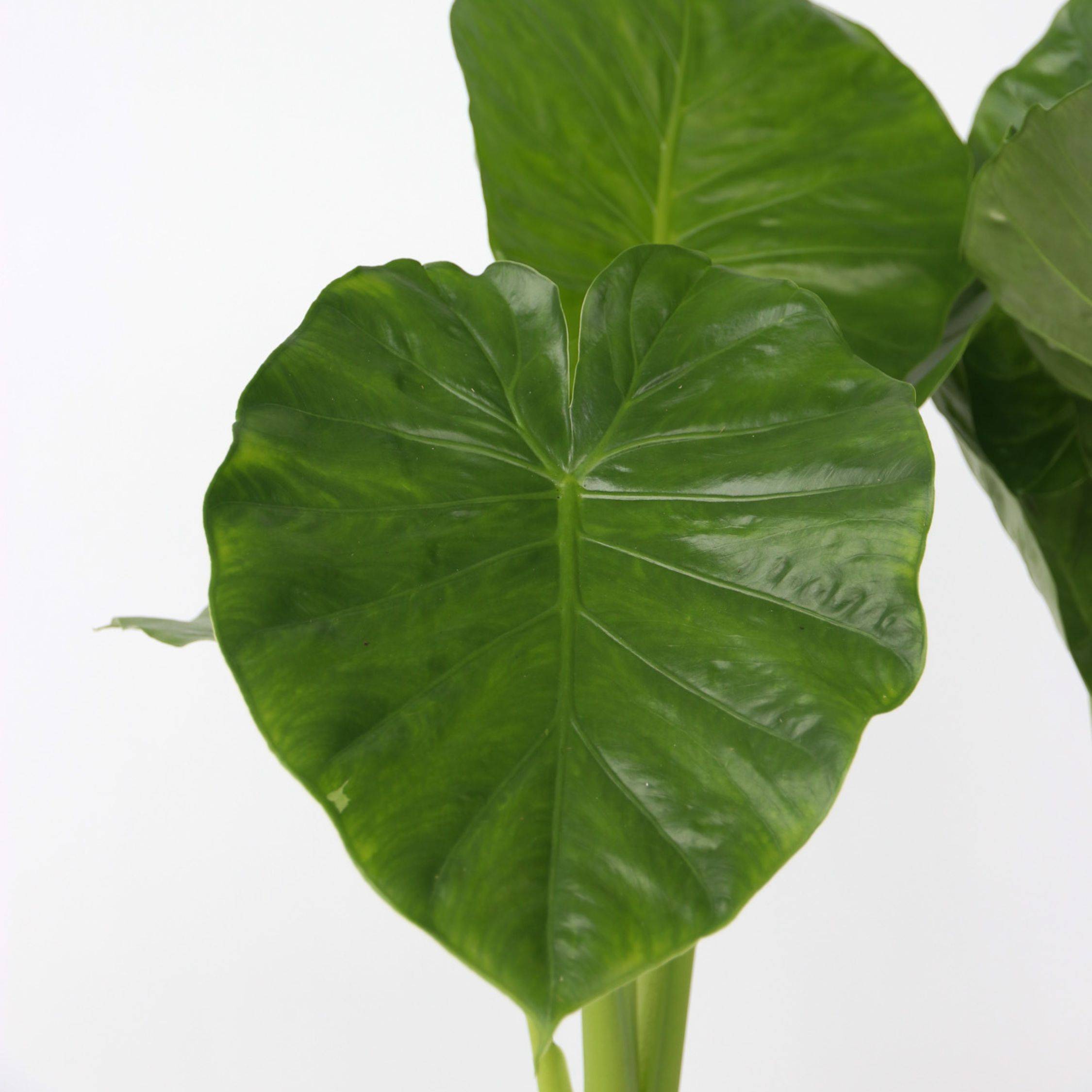 Plant In A Box - Plante éléphant - Alocasia 'Odora' - Hauteur 55-75cm - ⌀17cm - Image 3