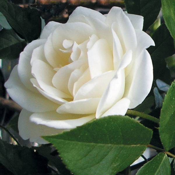 Rosier à fleurs groupées Iceberg (Fée des neiges) Pot de 4L/5L
