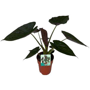 La Green Touch - Alocasia Wentii - Image 1