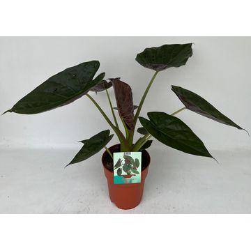 La Green Touch - Alocasia Wentii - Image 2