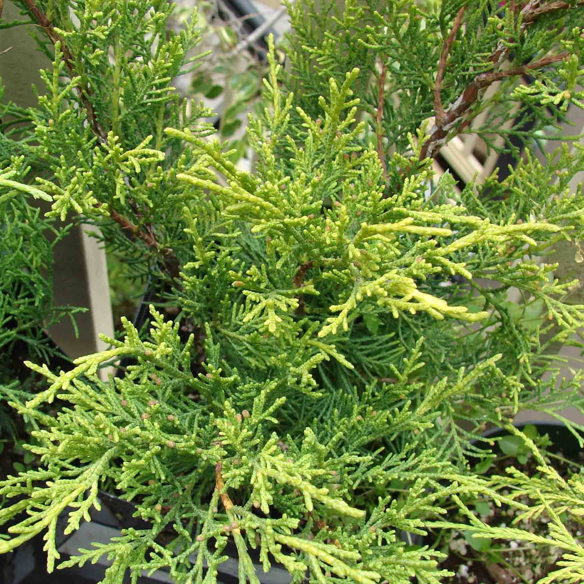 Promesse de Fleurs - Genévrier - Juniperus pfitzeriana Old Gold Pot de 7,5L/10L - Image 1
