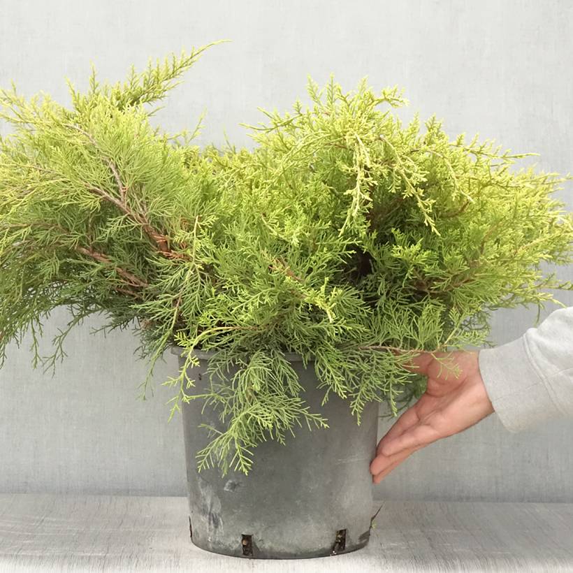 Promesse de Fleurs - Genévrier - Juniperus pfitzeriana Old Gold Pot de 7,5L/10L - Image 2