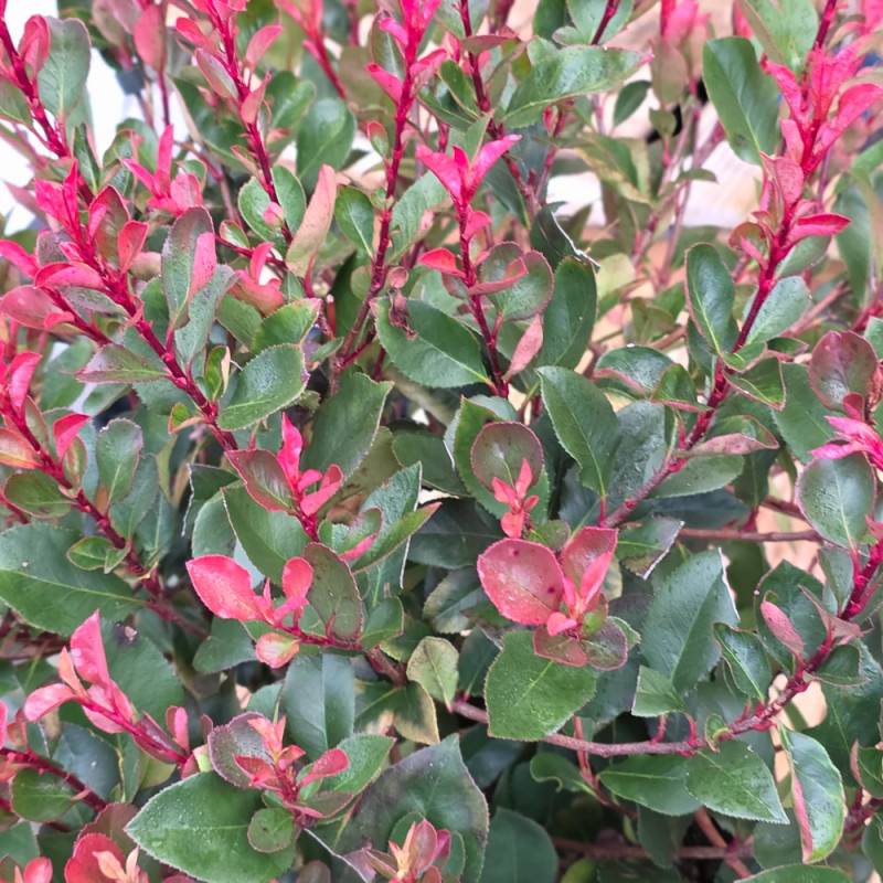 Photinia nain à fleurs Blanche/ - feuillage Persistant - Pot de 7,5L - 80/100 cm - Image 3