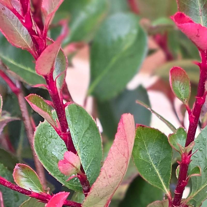 Photinia nain à fleurs Blanche - feuillage Persistant - Pot de 7,5L - 80/100 cm-  hauteur à maturité De 1,00 m à 1,50 m - Image 4