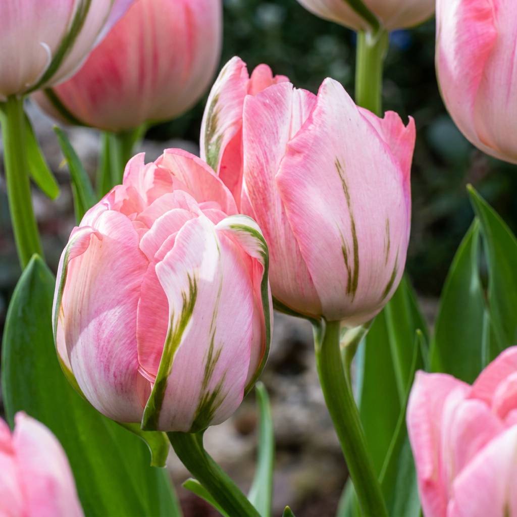La Green Touch - Tulipe double rose - 24 bulbes - Image 1