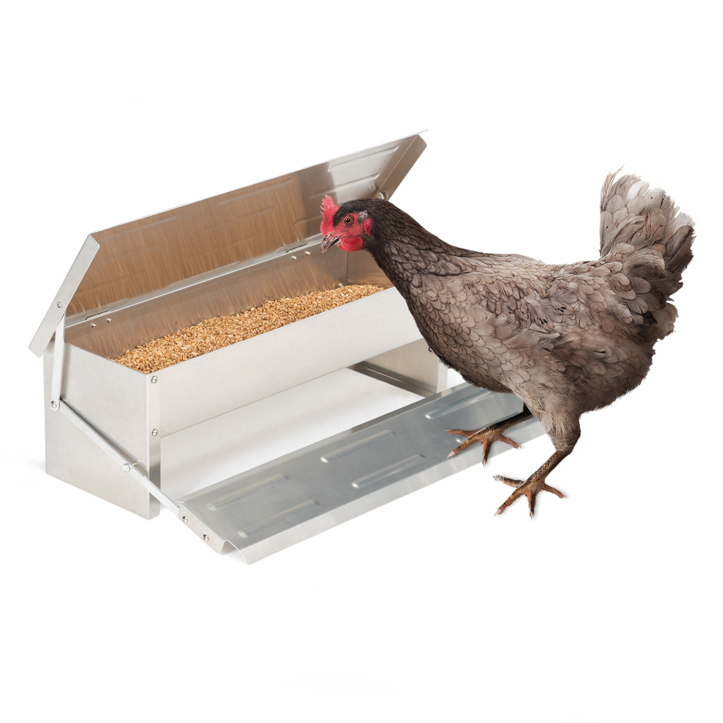 Mangeoire XL pour poules distributeur automatique à pédale en acier 5 KG - Image 2