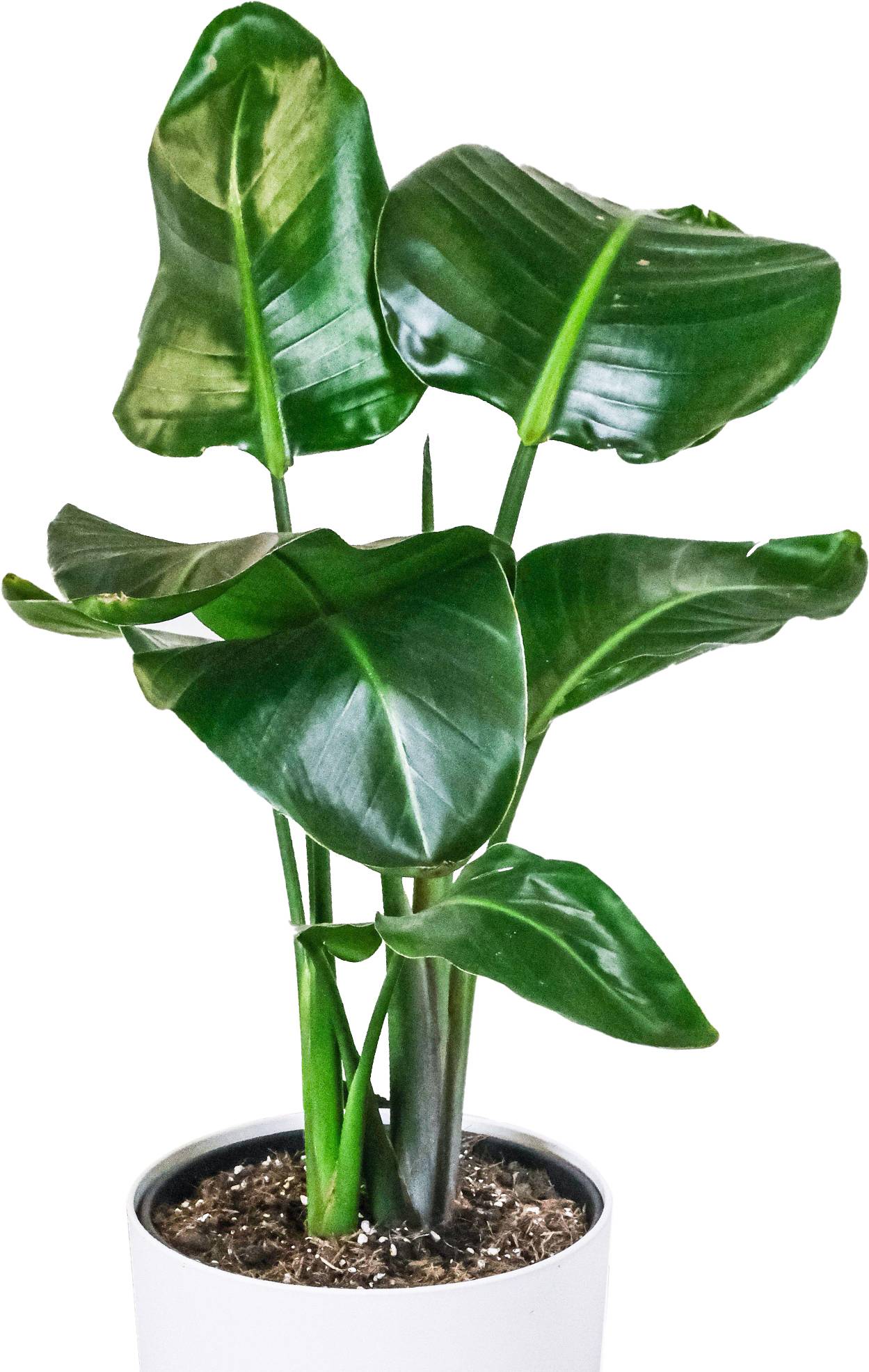 Strelitzia Nicolai | Oiseau De Paradis Blanc | Plante Dpolluante  D'Intrieur En Pot - GardenersDream - Gamm vert