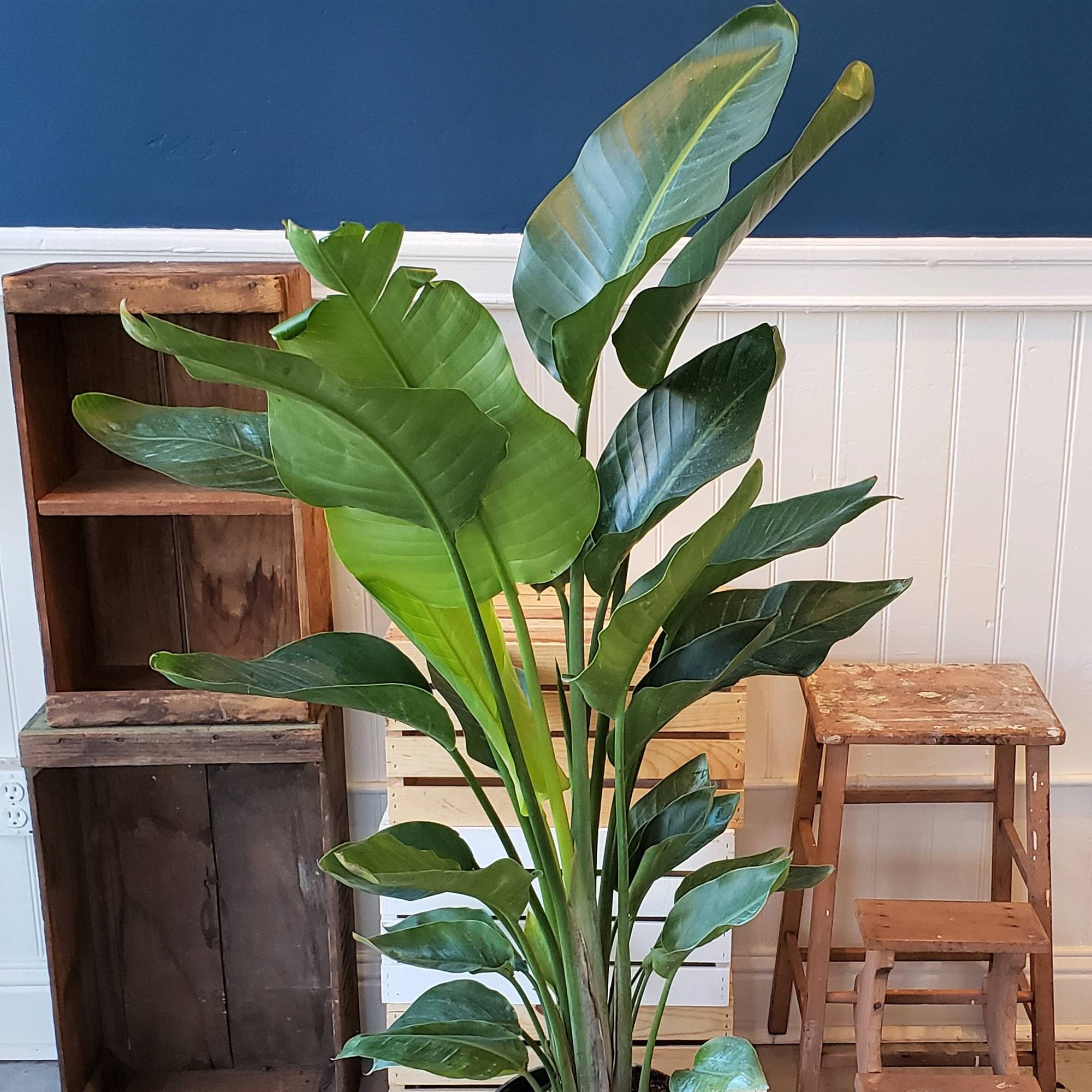 Gardenersdream - Strelitzia Nicolai | Oiseau De Paradis Blanc | Plante Dépolluante D'Intérieur En Pot  - GardenersDream - Image 3