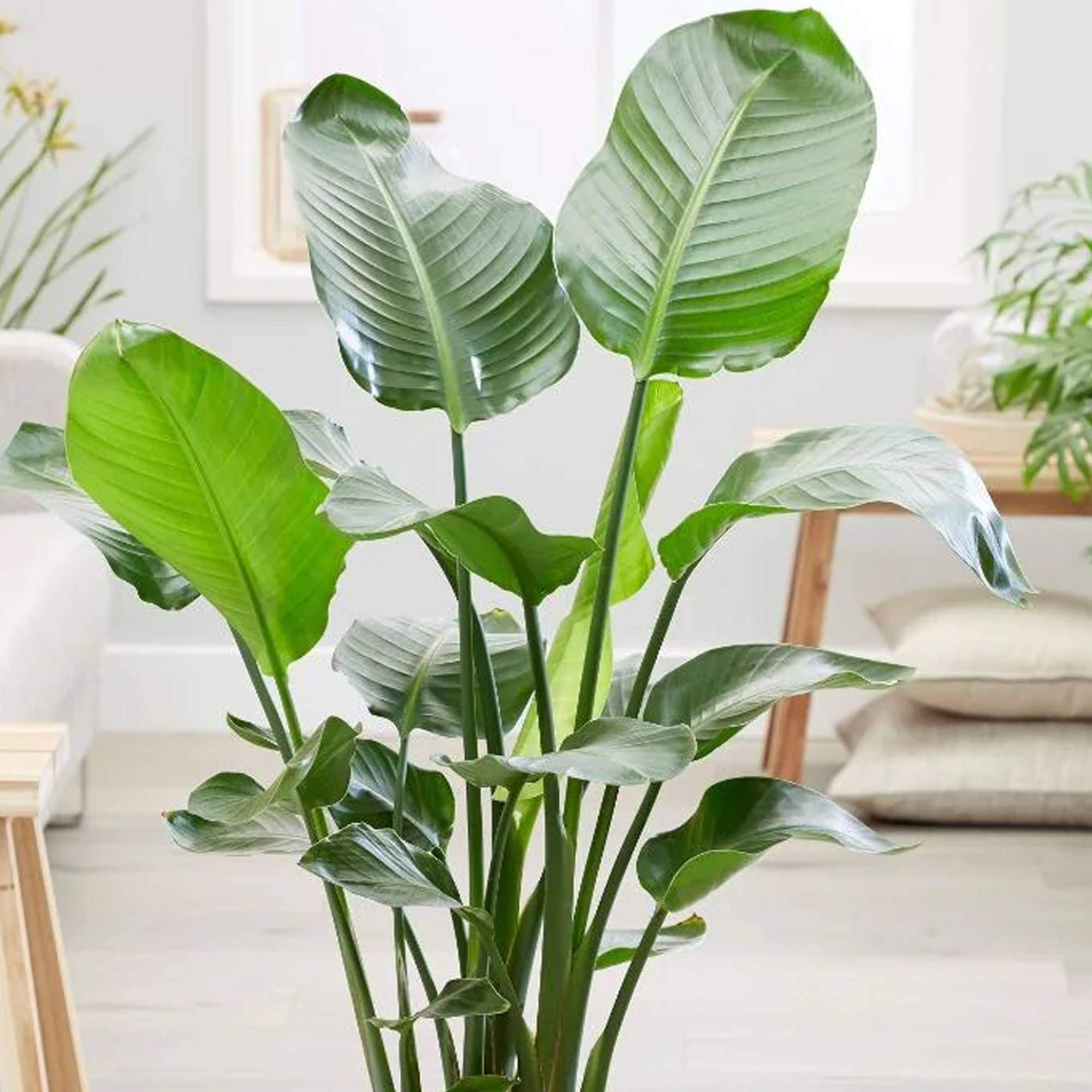 Gardenersdream - Strelitzia Nicolai | Oiseau De Paradis Blanc | Plante Dépolluante D'Intérieur En Pot - GardenersDream - Image 2