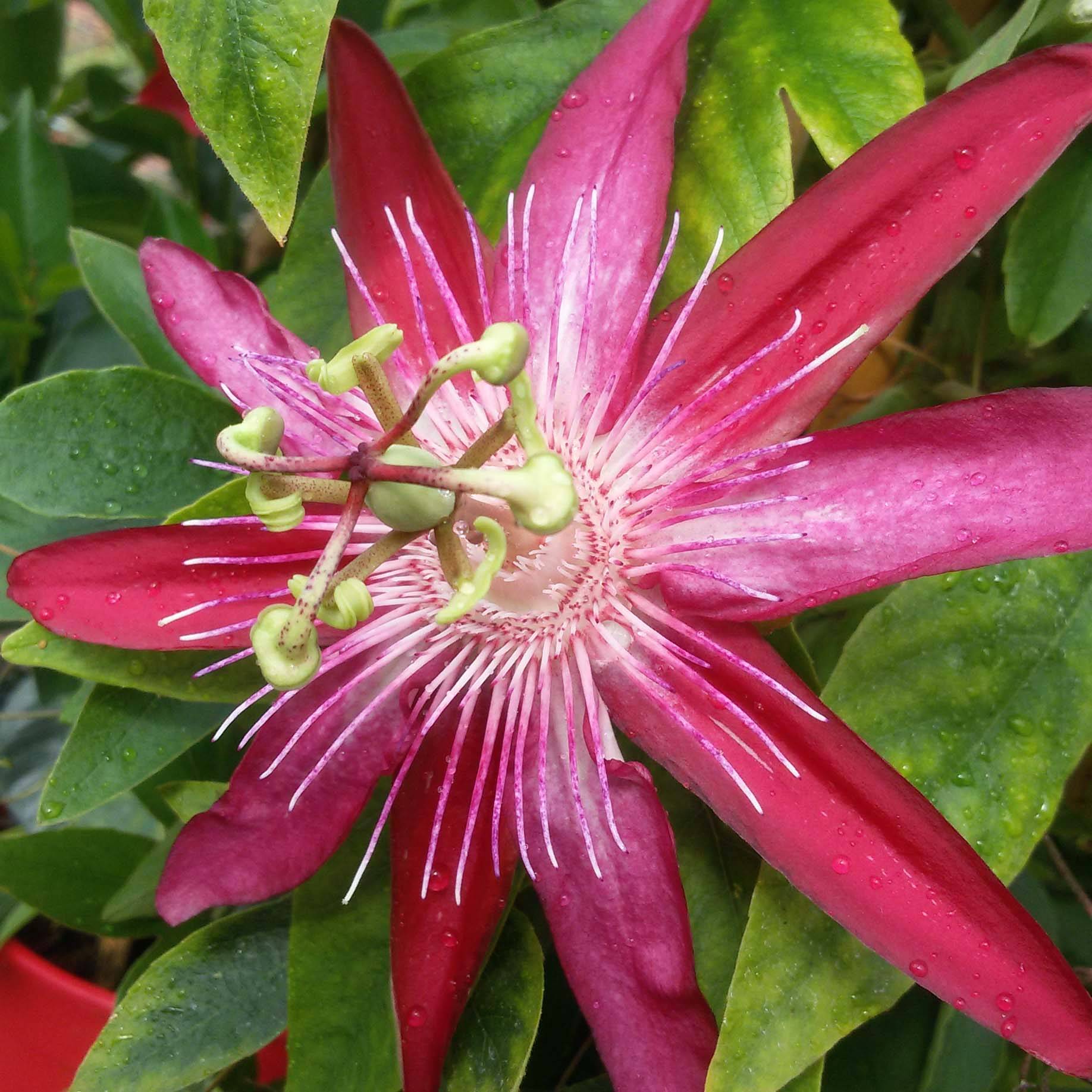 Promesse de Fleurs - Passiflore Michael - Fleur de la Passion Pot de 2L/3L