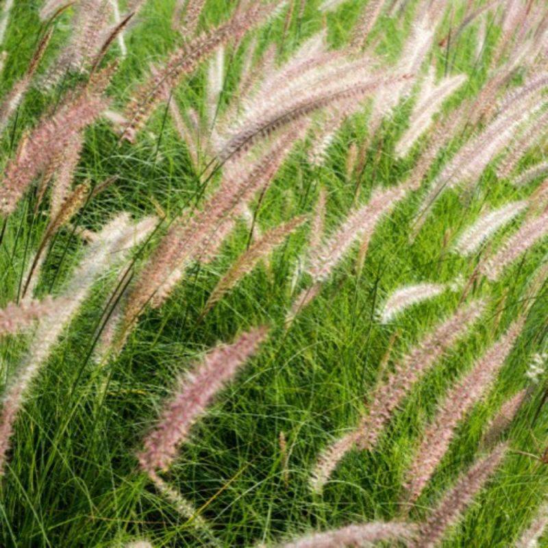 3 Herbes aux écouvillons 'Karley Rose' (Pennisetum Karley Rose) - Lot de 3 graminées - Pépinières Naudet - Image 1
