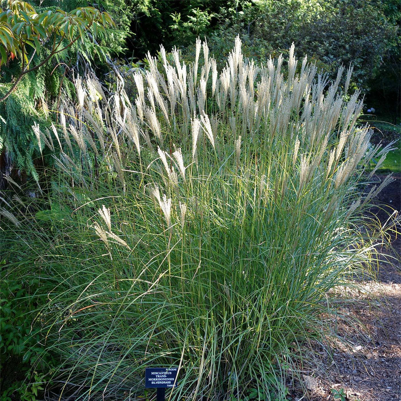 Promesse de Fleurs - Miscanthus transmorrisonensis - Roseau de Chine Godet de 8/9 cm