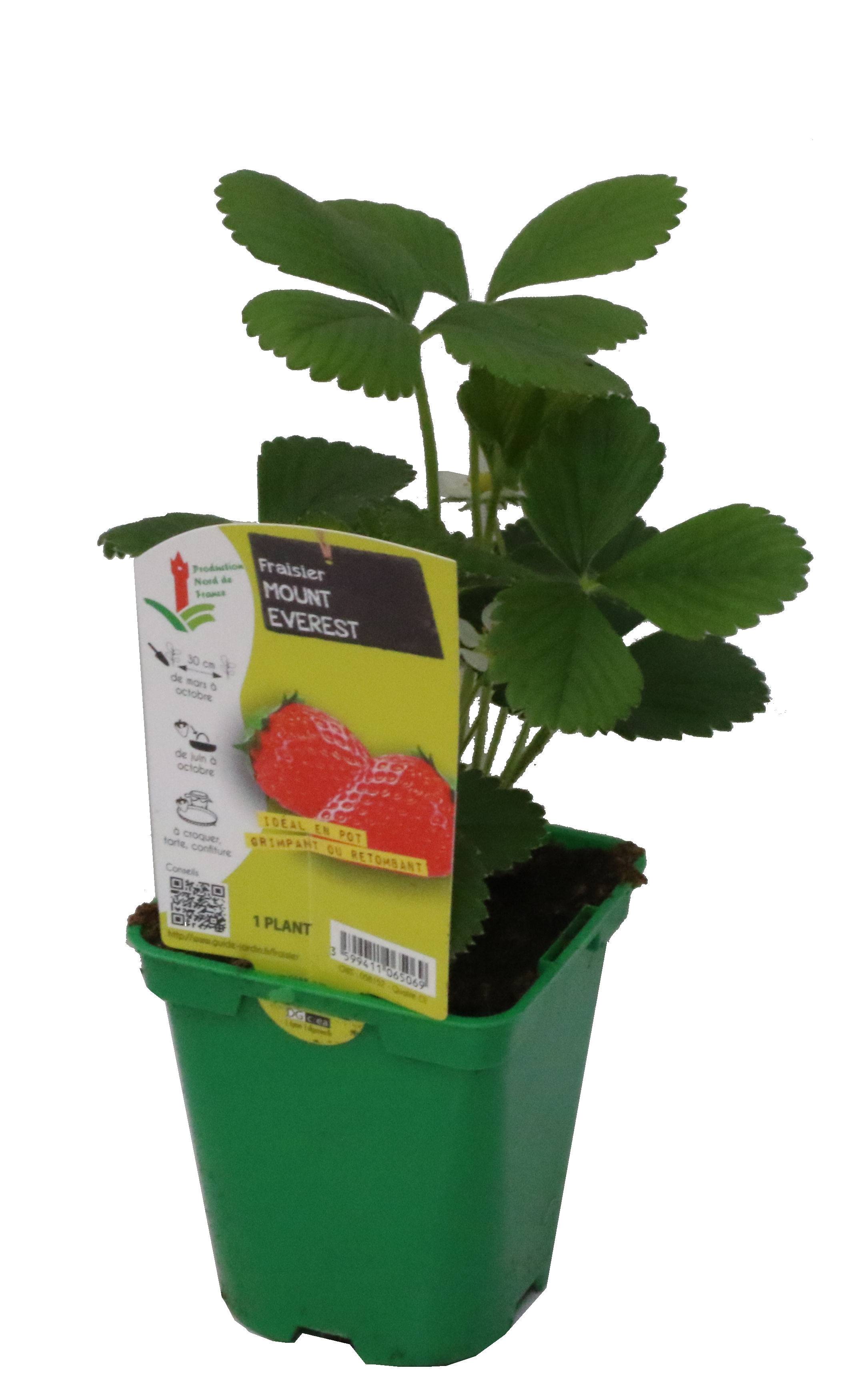 Fraisier mount everest Pot 10,5 cm