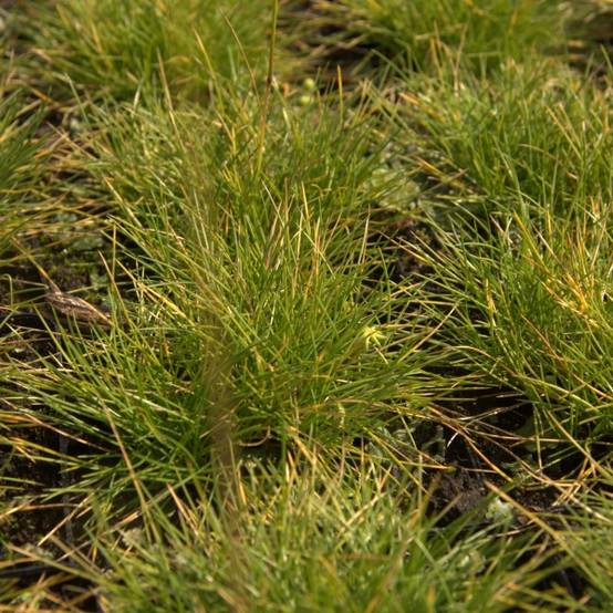 Promesse de Fleurs - Fetuque, Festuca glauca Golden Toupee Godet de 8/9 cm