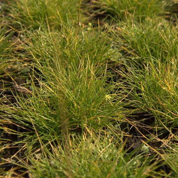 Promesse de Fleurs - Fetuque, Festuca glauca Golden Toupee Godet de 8/9 cm