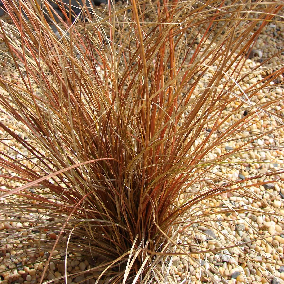 Promesse de Fleurs - Carex comans Bronco - Laîche de Nouvelle-Zélande  Godet de 8/9 cm