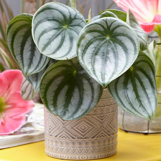 Gardenersdream - Peperomia Argyreia Coloré | Plante D'Intérieur À Feuillage Persistant (De 15 À 25Cm Pot Inclus) - GardenersDream - Image 1