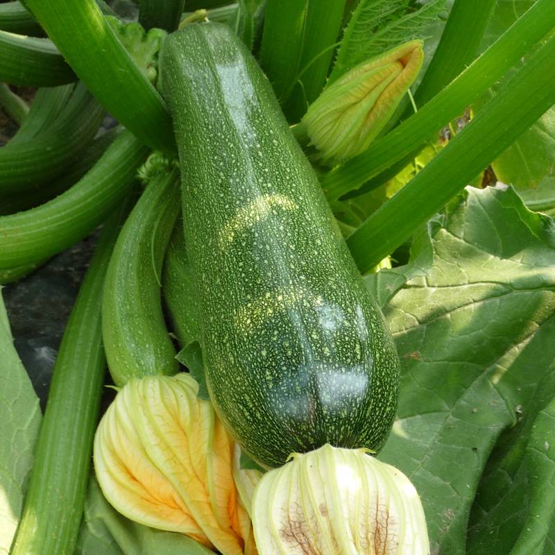 Plant de courgette Astia f1  pot de 0,5 litre