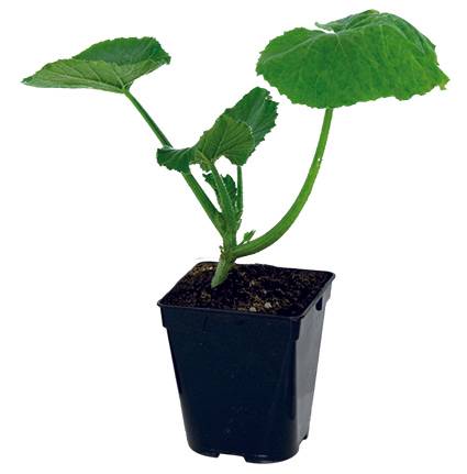Plant de courgette Astia f1  pot de 0,5 litre - Image 2