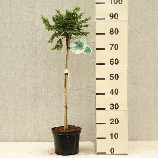 Ulmus hollandica Jacqueline Hillier - Orme nain Pot de 4L/5L, Tige, Tige de 60 cm - Image 2