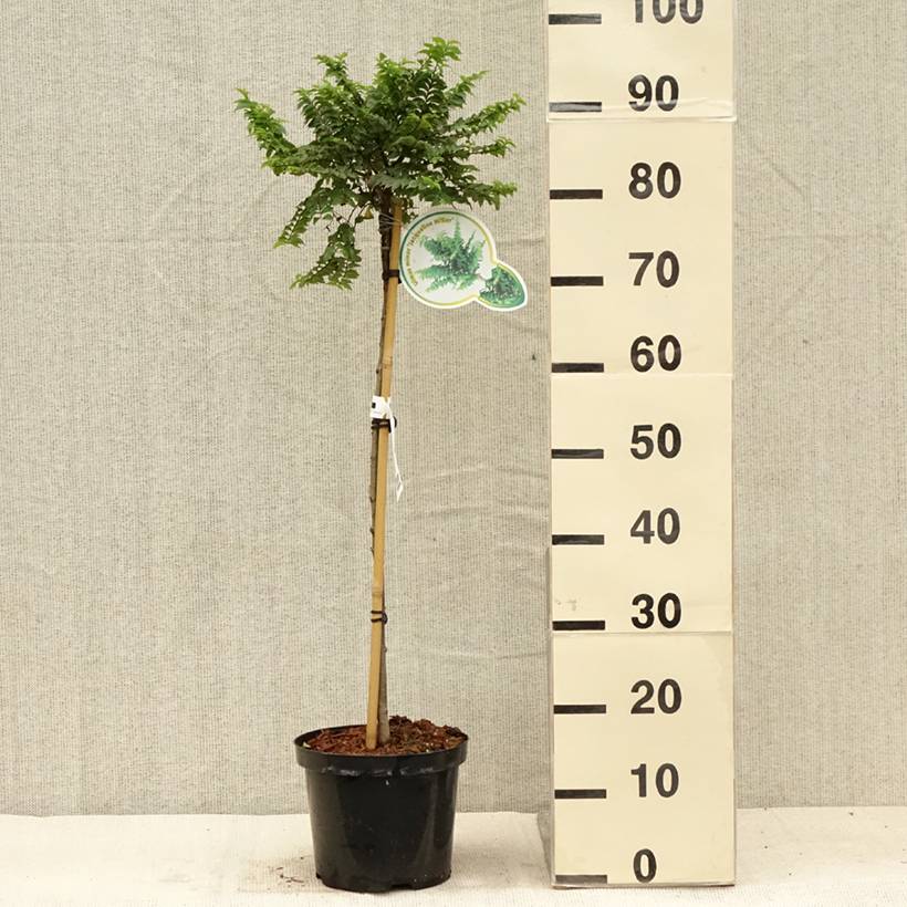 Ulmus hollandica Jacqueline Hillier - Orme nain Pot de 4L/5L, Tige, Tige de 60 cm - Image 2