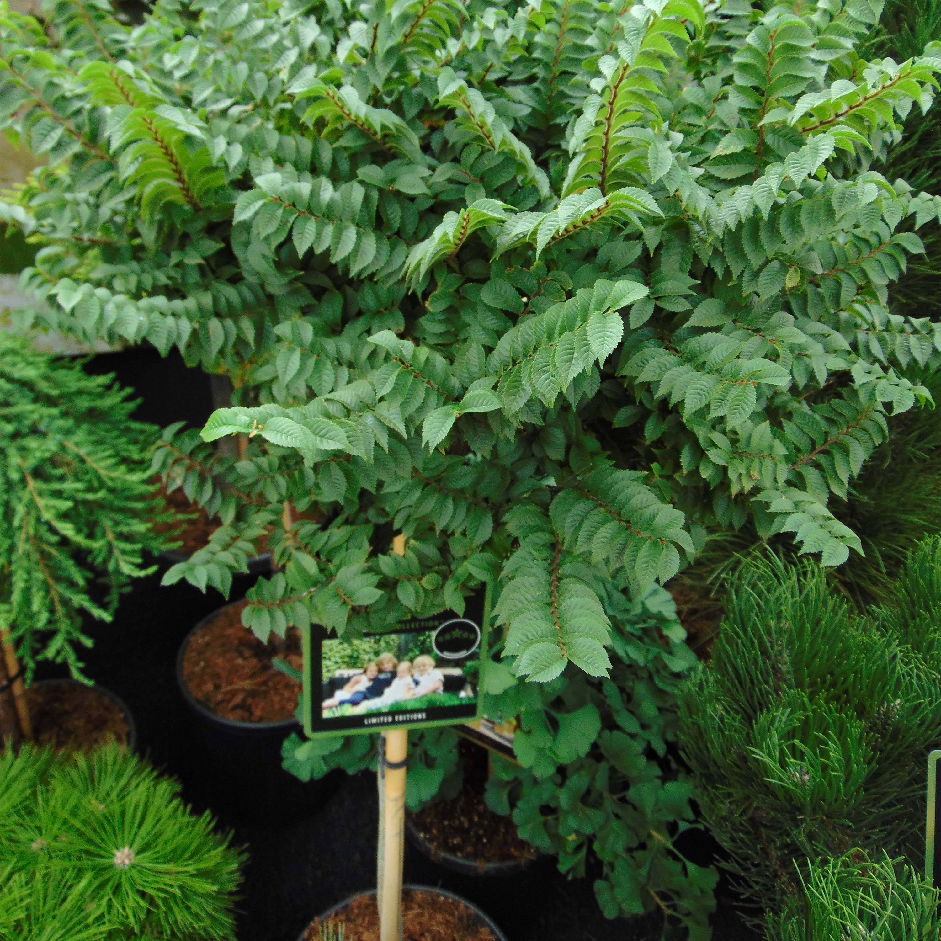 Ulmus hollandica Jacqueline Hillier - Orme nain Pot de 4L/5L, Tige, Tige de 60 cm - Image 1