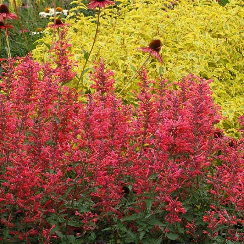 Agastache Kudos Red® à fleurs Rouge - feuillage Caduc - Godet - 5/20 cm-  hauteur à maturité De 0,15 m à 0,50 m - Image 1