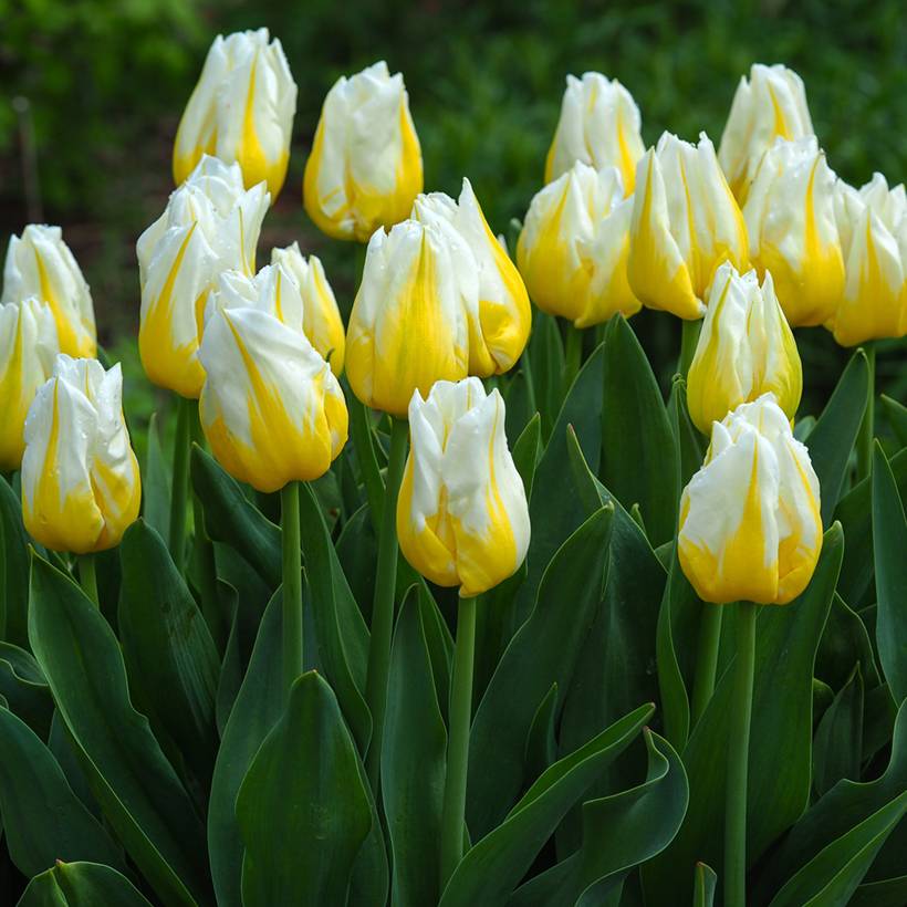 Promesse de Fleurs - Tulipe Triomphe Flaming Agrass Bulbe calibre 11+ (par 10)