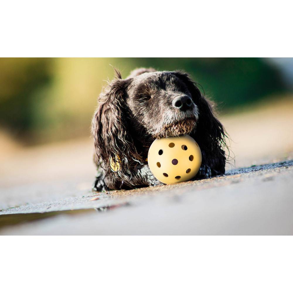 Trixie - Trixie - Balle avec trous 7 cm , spécialement pour les chiens malvoyants et aveugles - Image 4