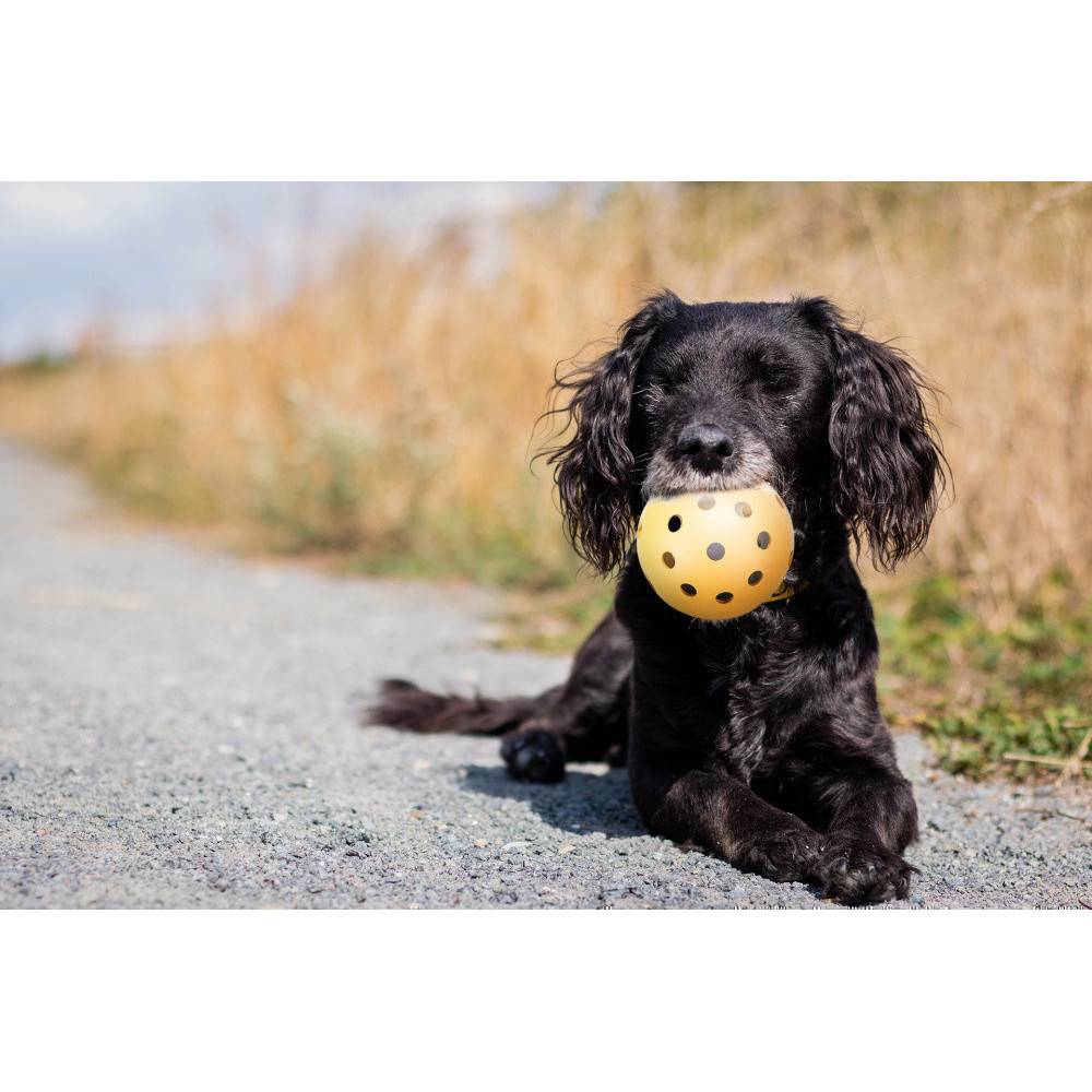 Trixie - Trixie - Balle avec trous 7 cm , spécialement pour les chiens malvoyants et aveugles - Image 3