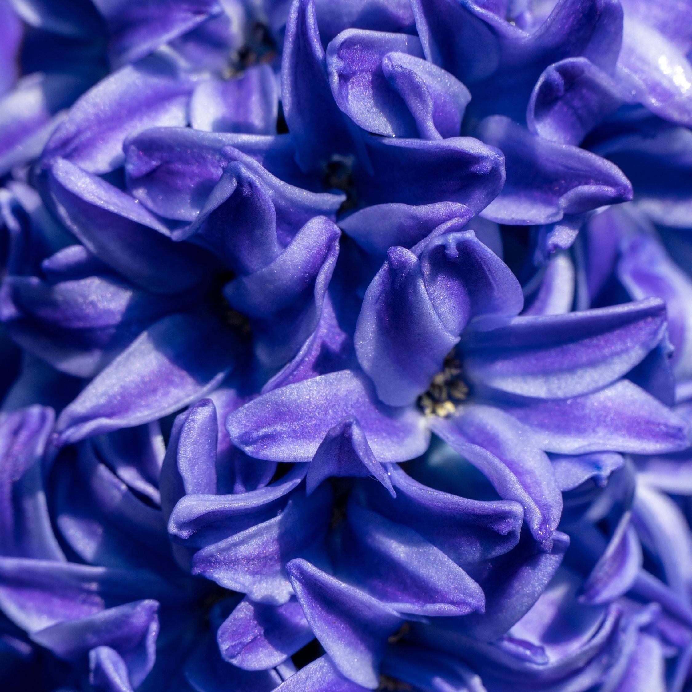 Plant In A Box - Jacinthe - Set de 15 - Hyacinthus 'Blue Trophy' - Bulbes à fleurs - Bleu - Image 4