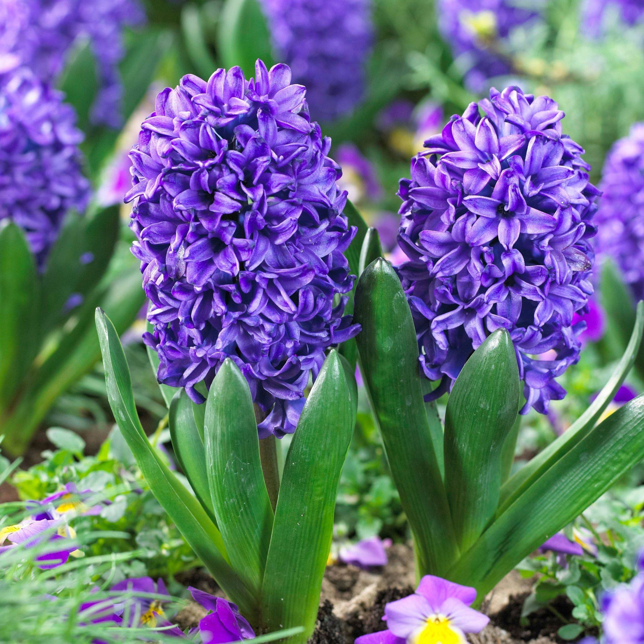Plant In A Box - Jacinthe - Set de 15 - Hyacinthus 'Blue Trophy' - Bulbes à fleurs - Bleu - Image 2