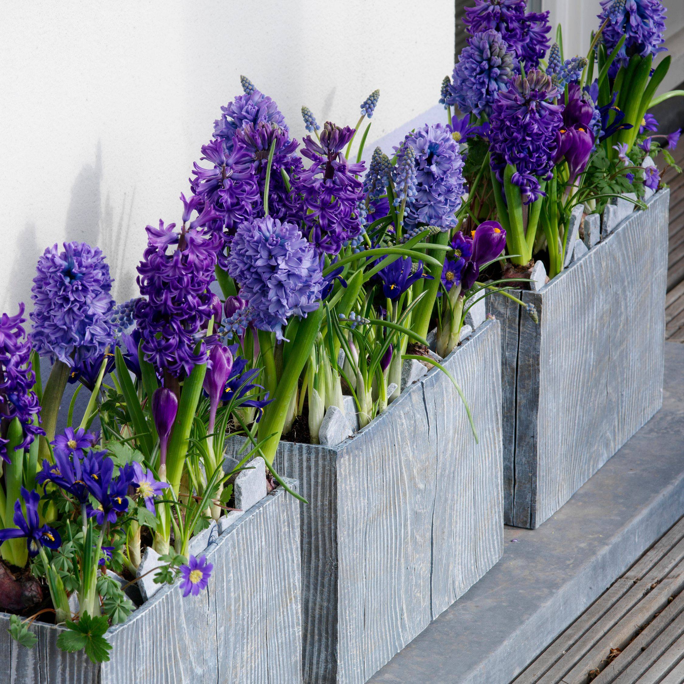 Plant In A Box - Jacinthe - Set de 15 - Hyacinthus 'Blue Trophy' - Bulbes à fleurs - Bleu - Image 3