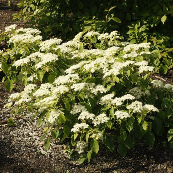 Promesse de Fleurs - Cornus controversa Green Carpet - Cornouiller des Pagodes Pot de 4L/5L - Image 1