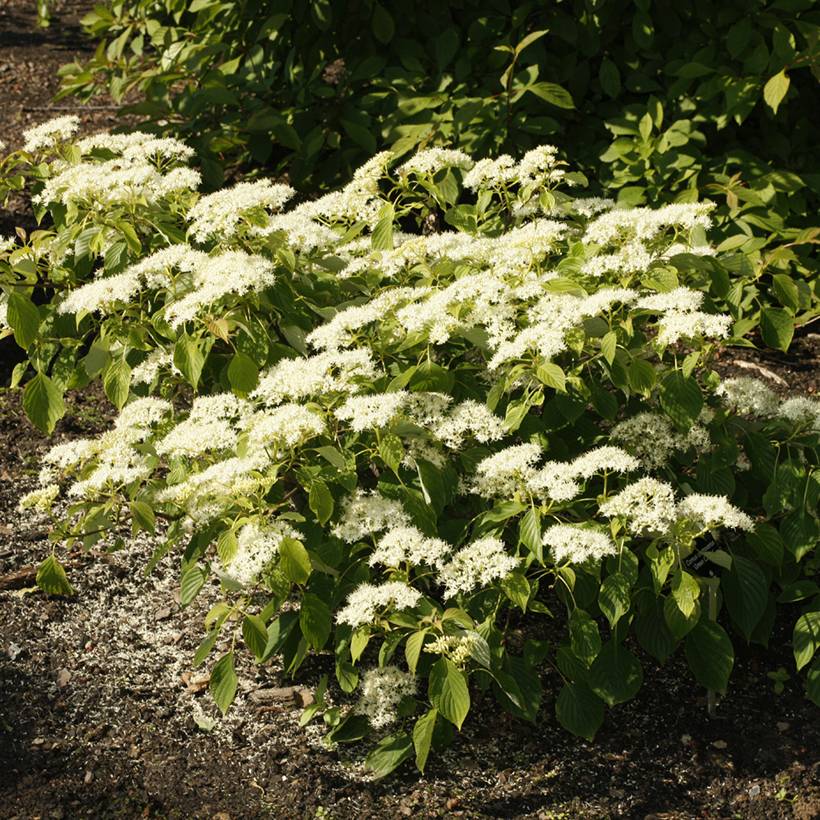 Promesse de Fleurs - Cornus controversa Green Carpet - Cornouiller des Pagodes Pot de 4L/5L - Image 1
