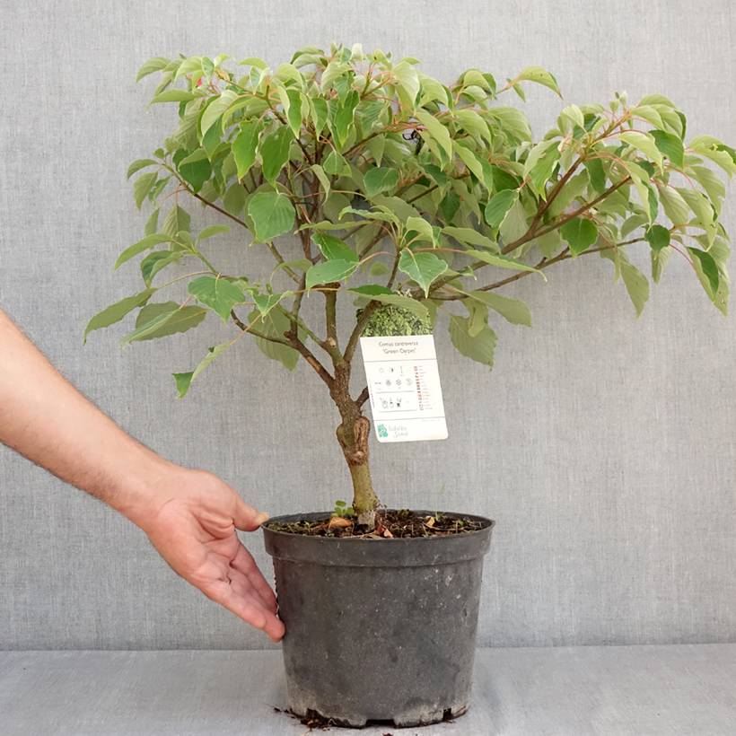 Promesse de Fleurs - Cornus controversa Green Carpet - Cornouiller des Pagodes Pot de 4L/5L - Image 2