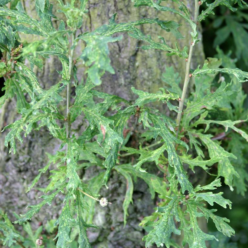 Promesse de Fleurs - Quercus robur Strypemonde - Chêne pédonculé Pot de 4L/5L - Image 1