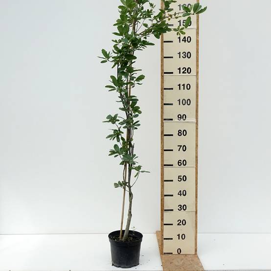 Promesse de Fleurs - Quercus robur Strypemonde - Chêne pédonculé Pot de 4L/5L - Image 2