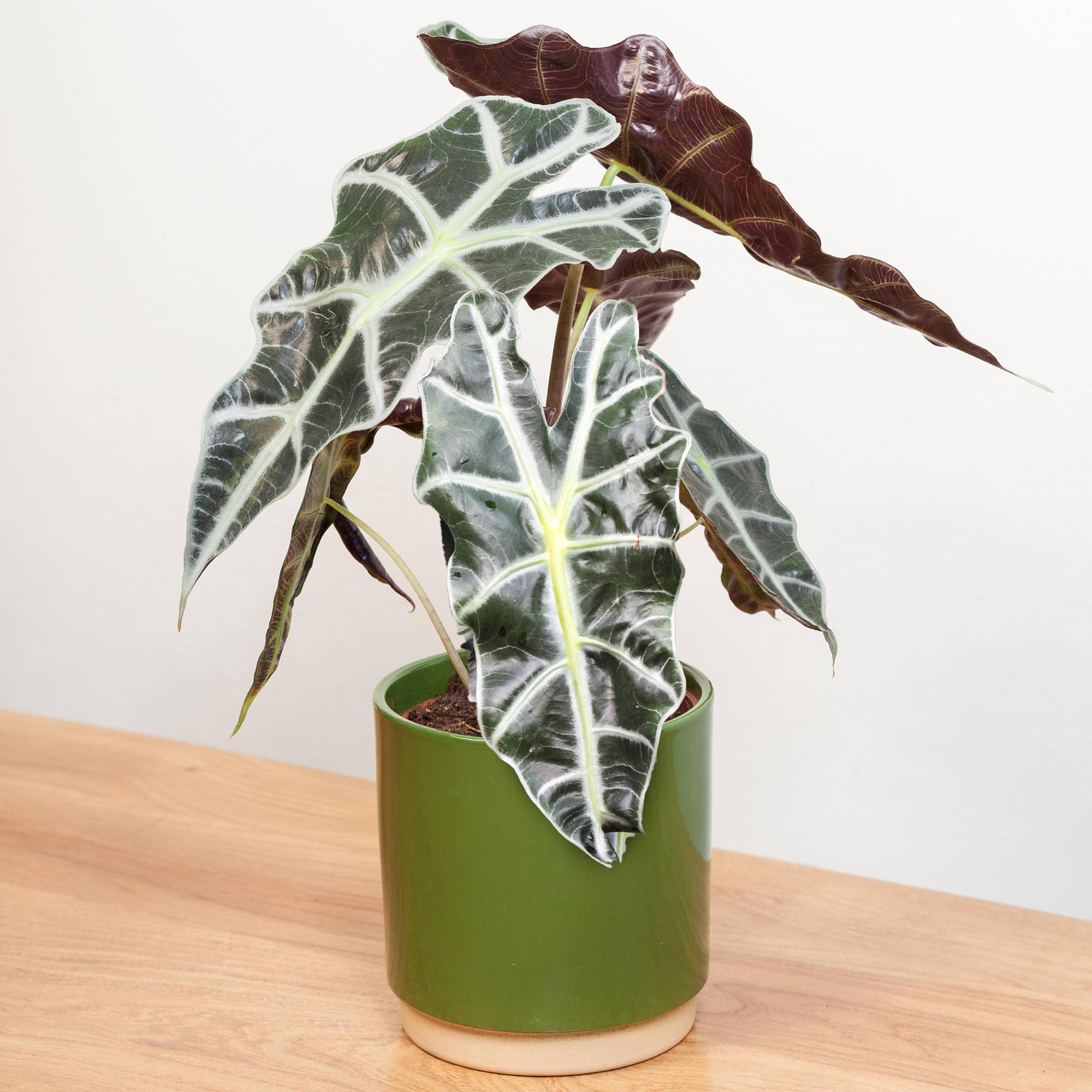Gardenersdream - Alocasia Polly Plante Oreille D’Éléphant Plante D’Intérieur En Pot 30-40 Cm  - GardenersDream - Image 1