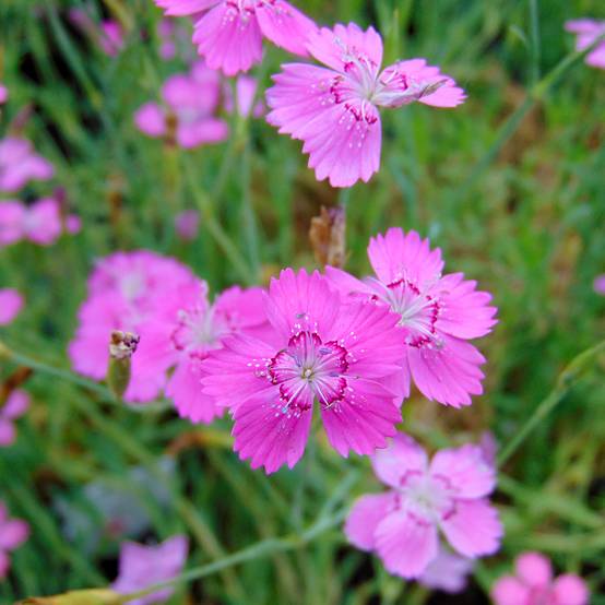 Promesse de Fleurs - Dianthus deltoides Rosea - Oeillet des landes Godet de 8/9 cm