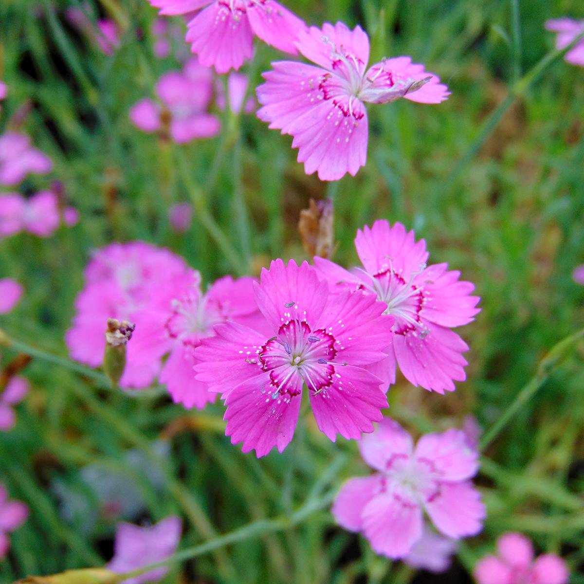 Promesse de Fleurs - Dianthus deltoides Rosea - Oeillet des landes Godet de 8/9 cm