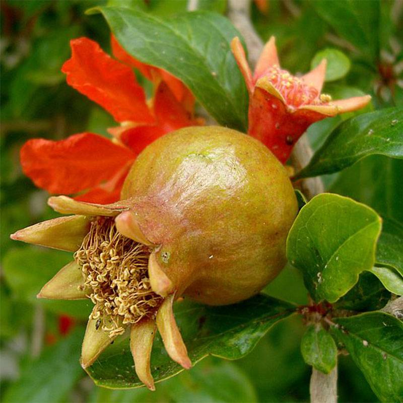 Grenadier à fruits - Punica granatum Pot de 7,5L/10L, Buisson