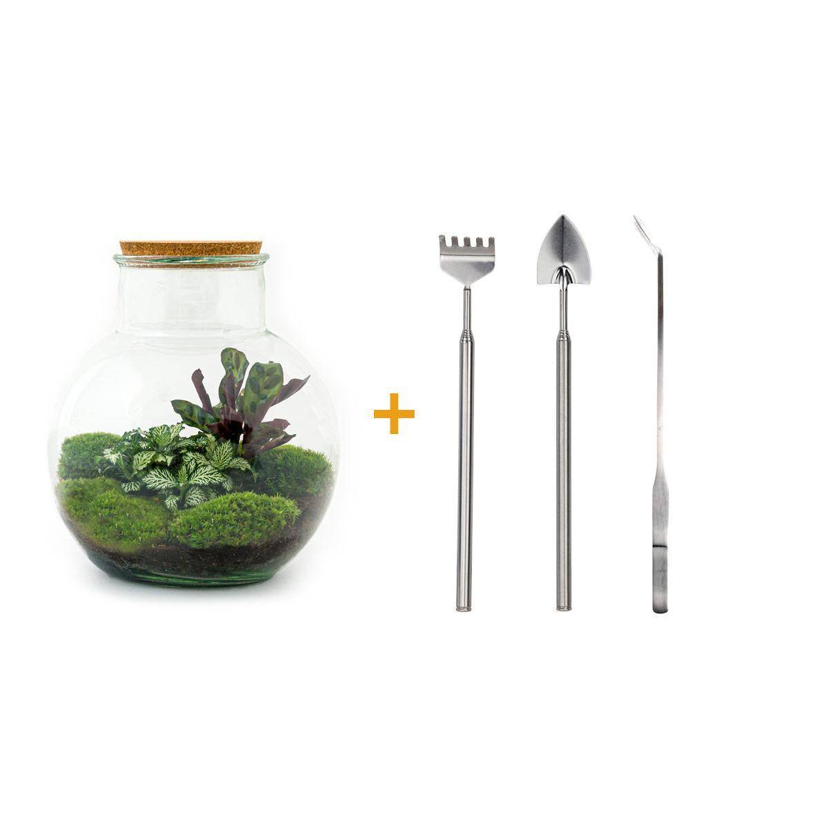 Diy Terrarium - D27 H27cm - Image 1