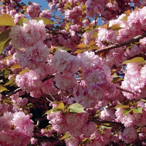 Promesse de Fleurs - Cerisier à fleurs du Japon - Prunus serrulata Kanzan Pot de 7,5L/10L - Image 1