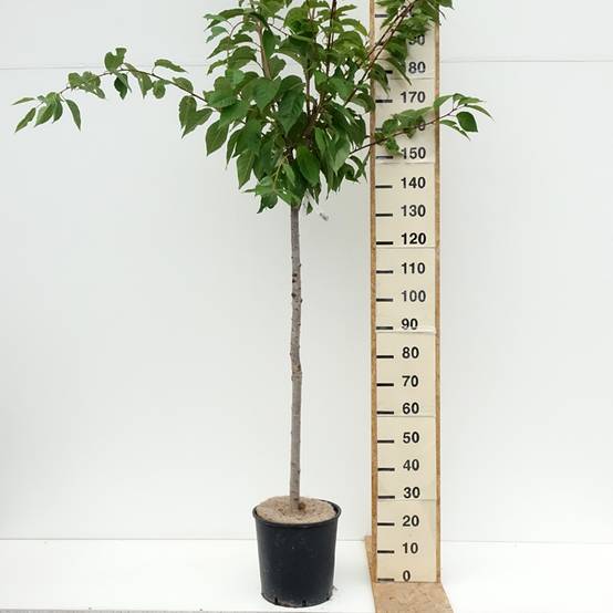 Promesse de Fleurs - Cerisier à fleurs du Japon - Prunus serrulata Kanzan Pot de 7,5L/10L - Image 2