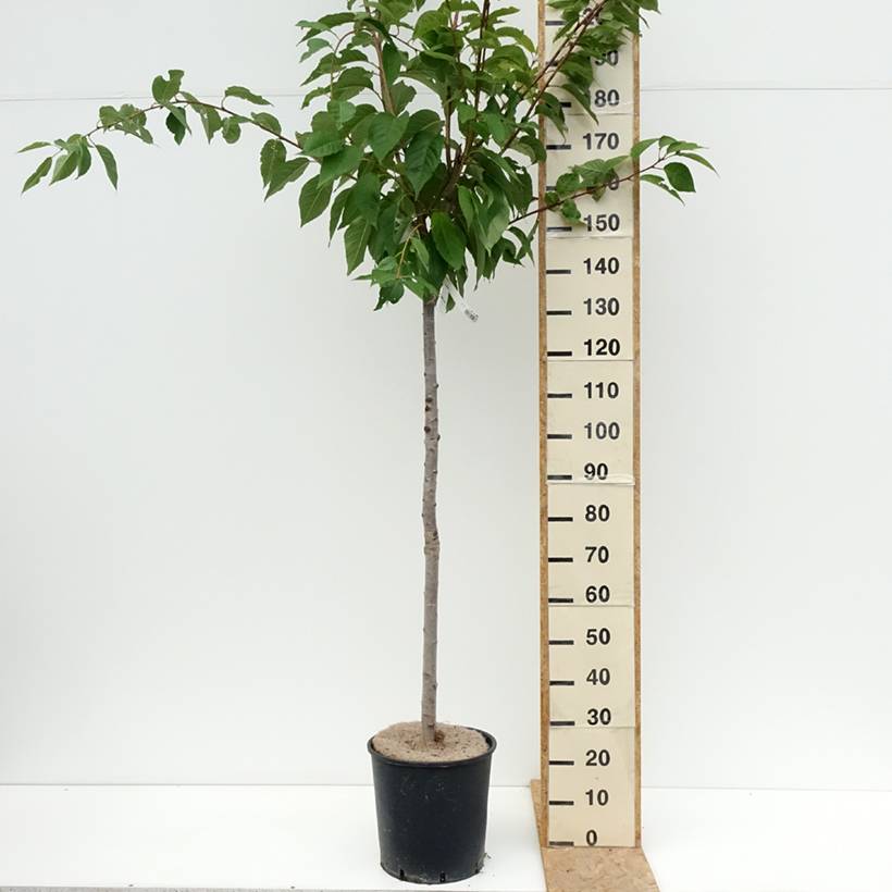 Promesse de Fleurs - Cerisier à fleurs du Japon - Prunus serrulata Kanzan Pot de 7,5L/10L - Image 2